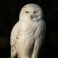 sovice sněžní - Bubo scandiacus