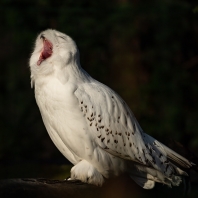 sovice sněžní - Bubo scandiacus