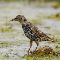 špaček obecný - Sturnus vulgaris