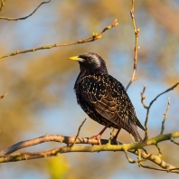 špaček obecný - Sturnus vulgaris