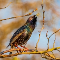 špaček obecný - Sturnus vulgaris