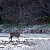 srnec obecný - Capreolus capreolus