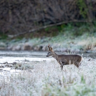 srnec obecný - Capreolus capreolus