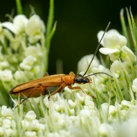 stehenáč nahnědlý - Oedemera podagrariae