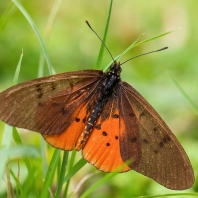 Stephenia asboloplintha