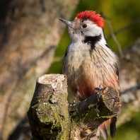 strakapoud prostřední - Leiopicus medius