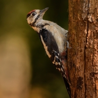 strakapoud velký - Dendrocopos major