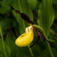 střevíčník pantoflíček - Cypripedium...