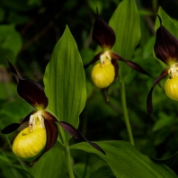 střevíčník pantoflíček - Cypripedium...