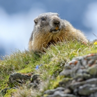 svišť horský - Marmota marmota