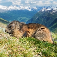 svišť horský - Marmota marmota