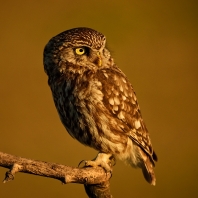 sýček obecný - Athene noctua