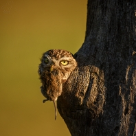 sýček obecný - Athene noctua