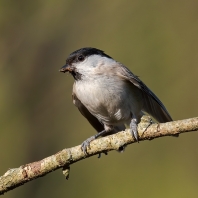 sýkora lužní - Parus montanus