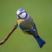 sýkora modřinka - Parus caeruleus