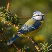 sýkora modřinka - Parus caeruleus