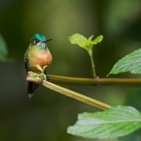 sylfa Kingova - Aglaiocercus kingi