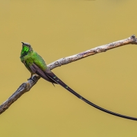 sylfa královnina - Lesbia victoriae