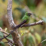 sylfa královnina - Lesbia victoriae