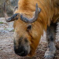 takin tibetský - Budorcas tibetanus