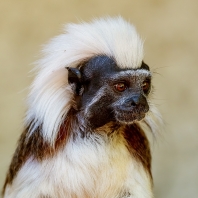 tamarín pinčí - Saguinus oedipus