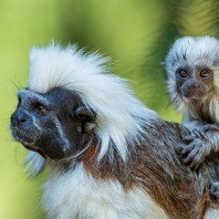 tamarín pinčí - Saguinus oedipus