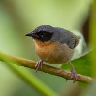 tangara černouchá - Hemispingus melanotis