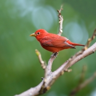 tangara ohnivá - Piranga rubra