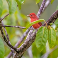 tangara ohnivá - Piranga rubra