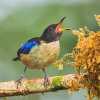 tangara rajská - Iridophanes pulcherrimus