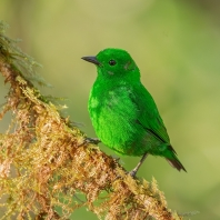 tangara třpytivá - Chlorochrysa phoenicotis