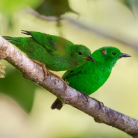 tangara třpytivá - Chlorochrysa phoenicotis