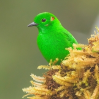 tangara třpytivá - Chlorochrysa phoenicotis