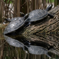 tereka jednovousá - Podocnemis unifilis