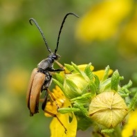 tesařík obecný - Stictoleptura rubra