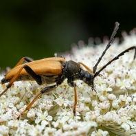 tesařík obecný - Stictoleptura rubra