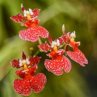 Tolumnia variegata (hybrid)