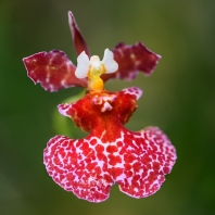 Tolumnia variegata (hybrid)