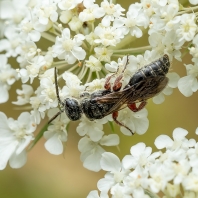 trněnka červenonohá - Tiphia femorata