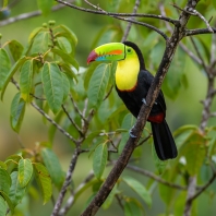 tukan krátkozobý - Ramphastos sulfuratus