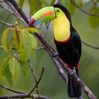 tukan krátkozobý - Ramphastos sulfuratus