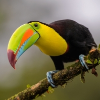 tukan krátkozobý - Ramphastos sulfuratus