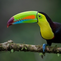 tukan krátkozobý - Ramphastos sulfuratus