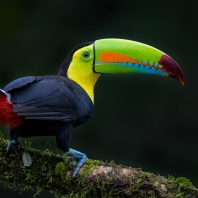 tukan krátkozobý - Ramphastos sulfuratus