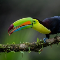 tukan krátkozobý - Ramphastos sulfuratus