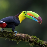 tukan krátkozobý - Ramphastos sulfuratus