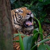 tygr Jacksonův - Panthera tigris jacksoni