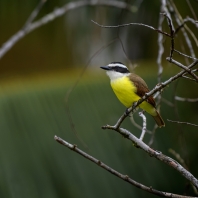 tyran bentevi - Pitangus sulphuratus