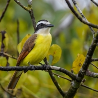 tyran bentevi - Pitangus sulphuratus