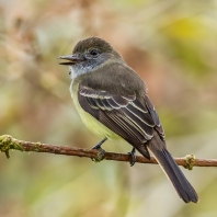 tyran světlelemý - Myiarchus cephalotes